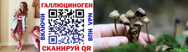 купить наркотик  Верхняя Пышма  блэк спрут вход  Галлюциногенные грибы GOLDEN TEACHER 